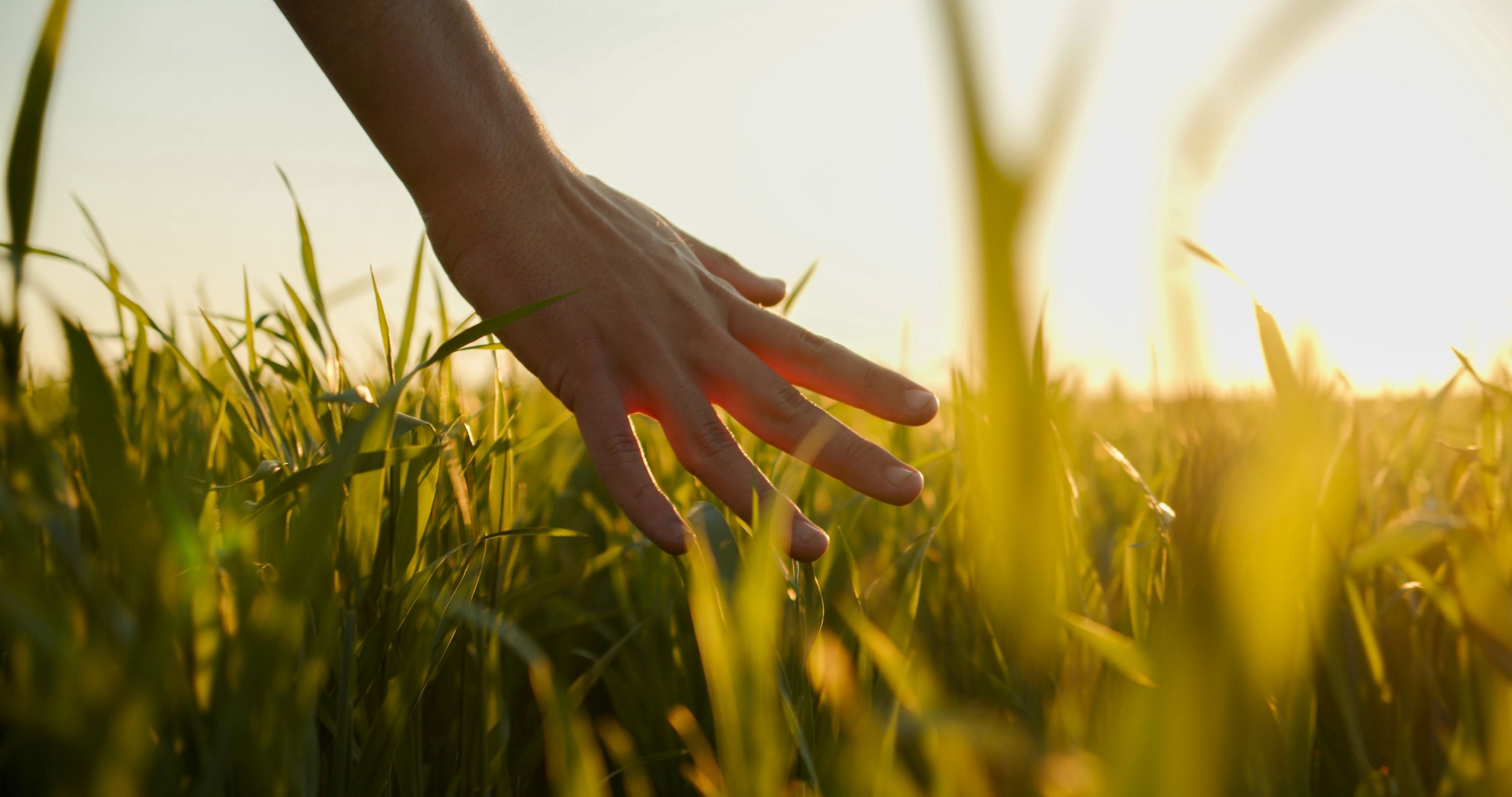 Hand streift über Ähren eines Getreidefeldes, symbolisiert Sorgfalt und Lebensmittelqualität.